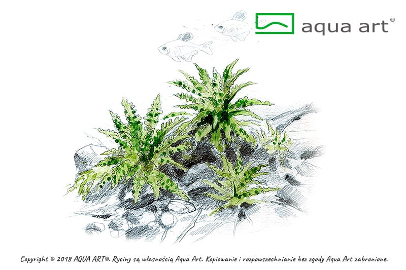 Pogostemon helferi in vitro kubek 6cm Aqua Art.jpg